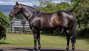 New Zealand Champion Sire Savabeel Dies