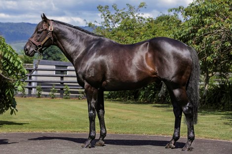 New Zealand Champion Sire Savabeel Dies