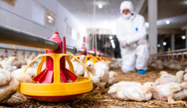 As bird flu spreads across 12 states, Dallas-Fort Worth could see another egg price spike