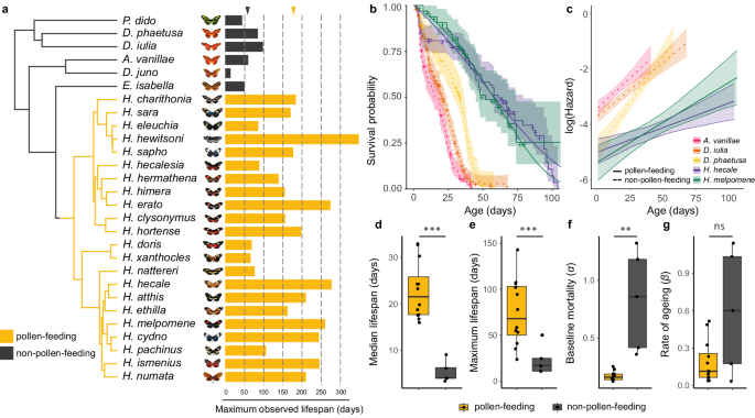 Evolution of increased longevity and slowed ageing in a genus of tropical butterfly