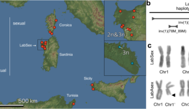 Stepwise emergence of recombination suppression precedes fissiparous asexuality in the planarian Schmidtea mediterranea