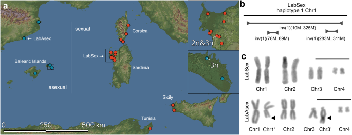 Stepwise emergence of recombination suppression precedes fissiparous asexuality in the planarian Schmidtea mediterranea