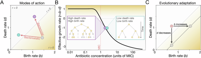 Beyond resistance and tolerance: rethinking evolutionary responses to antibiotics from the perspective of individual bacterial cells