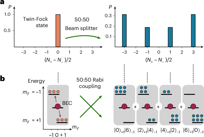 Hong–Ou–Mandel interference of more than ten indistinguishable atoms