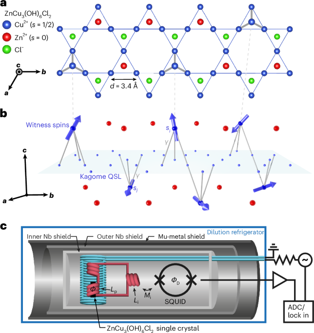 Spinon mediation of witness spin dynamics in herbertsmithite