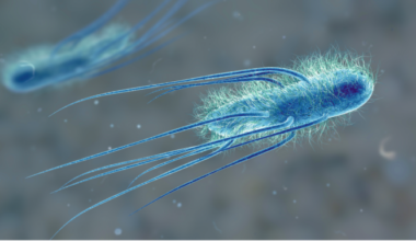 A phage puts a new spin on bacterial flagella
