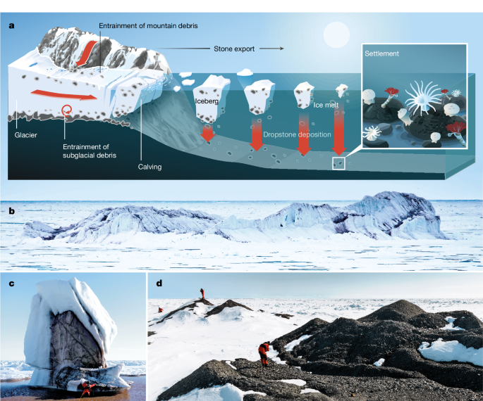 Amplified Arctic iceberg traffic reshapes benthic biodiversity
