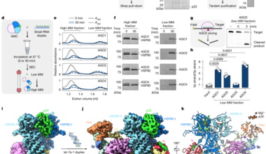 Structural basis for chaperone-guided assembly of RNA-induced silencing complex