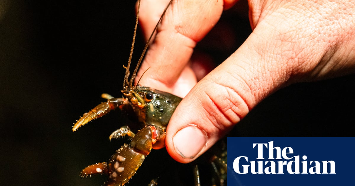 The fight to save Australia’s ‘incredibly captivating’ endangered spiny crayfish | Endangered species
