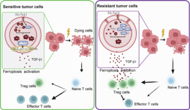 Insufficient ferroptosis in radiation-induced tumor cells promote Treg cell generation to induce radiotherapy resistance