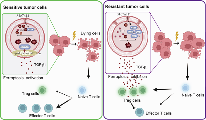 Insufficient ferroptosis in radiation-induced tumor cells promote Treg cell generation to induce radiotherapy resistance