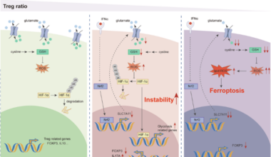 SLC7A11 deficiency exacerbates systemic lupus erythematosus by inducing instability and ferroptosis in regulatory T cells