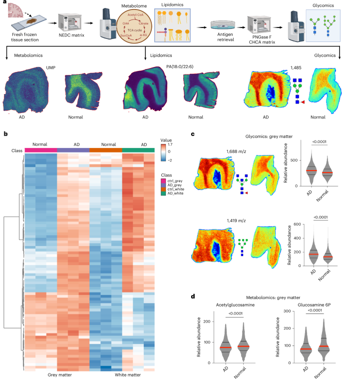 Fig. 1: Spatial multiomics analysis reveals hyperglycosylation in human AD brains.