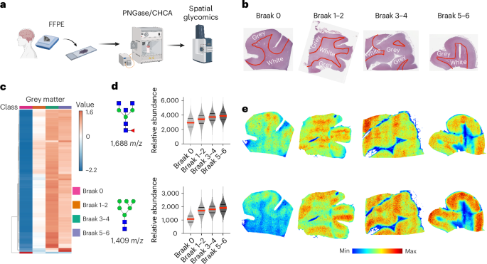 Fig. 2: Progressive hyperglycosylation across Braak stages in human AD.