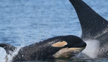 New calf L130 was spotted with the southern residents&rsquo; L Pod on June 14. (Center for Whale Research/Facebook)