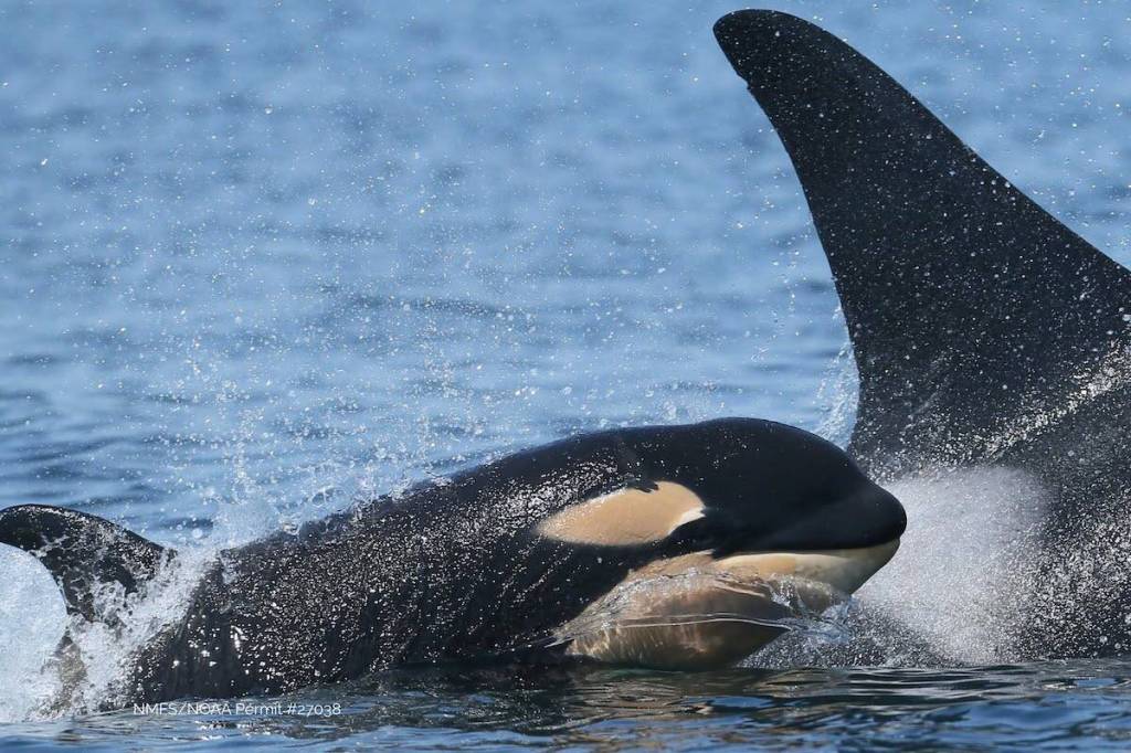 New calf L130 was spotted with the southern residents&rsquo; L Pod on June 14. (Center for Whale Research/Facebook)