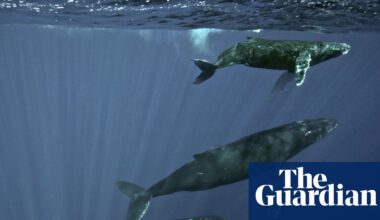 Specieswatch: Scientists trace haunting sea thrums to humpback whales | Whales