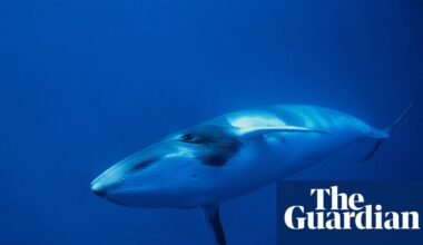 Deepest and most extensive whale graveyard discovered in Indian Ocean | Whales