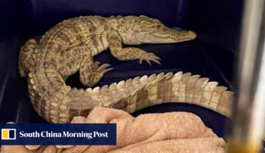 Crocodile discovered on balcony triggers arrest after 100 more reptiles found