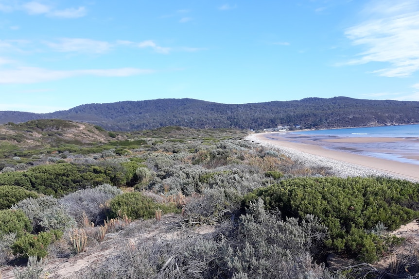 Coastal scrub sweeps down to a beach with a mountain range in the foreground