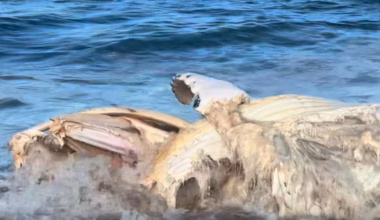 Shark warning issued as whale carcass washes onto Victoria’s Bells Beach