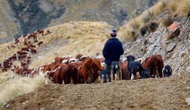 Rabobank survey: Farmer confidence dips but remains positive