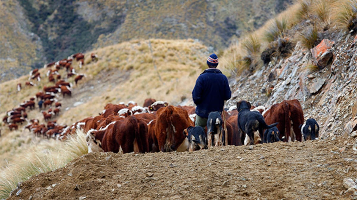 Rabobank survey: Farmer confidence dips but remains positive