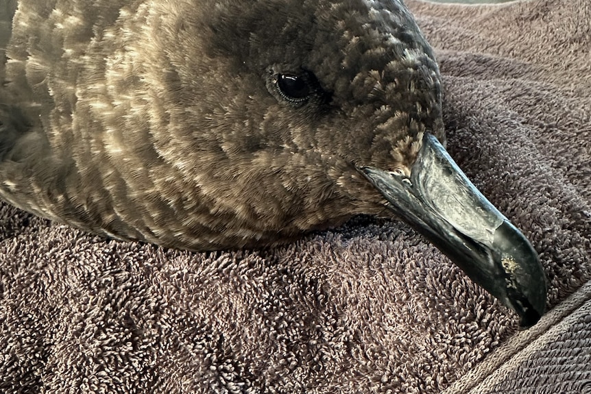 A close-up of a brown bird