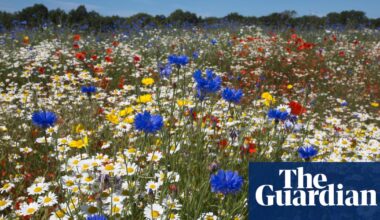 Wildlife-filled childhoods have been lost | Wildlife