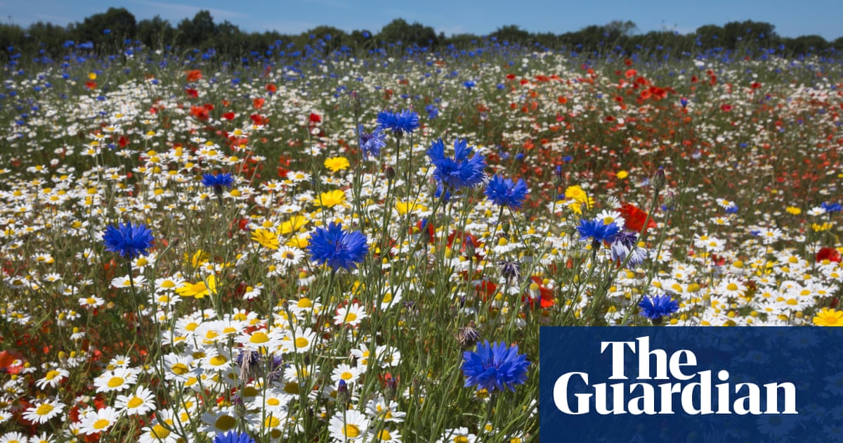 Wildlife-filled childhoods have been lost | Wildlife