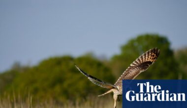 ‘Hold your nerve and trust nature’: birds, bats and butterflies rebound at Somerset rewilding farm | Rewilding