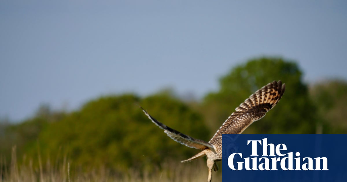 ‘Hold your nerve and trust nature’: birds, bats and butterflies rebound at Somerset rewilding farm | Rewilding