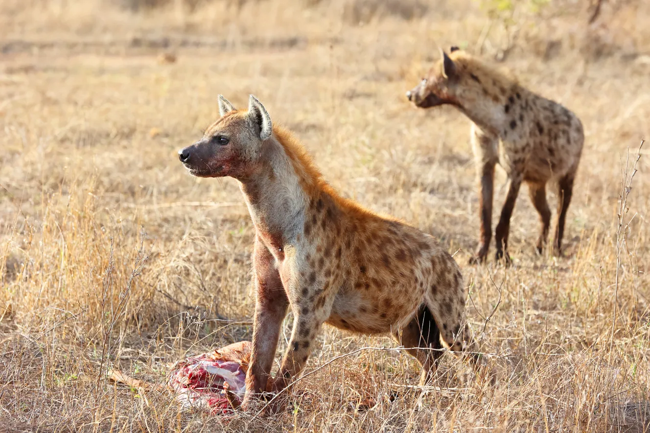 Two hyenas with their kill in Kruger National Park, South Africa