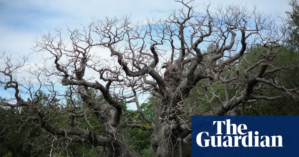 Death of the Major oak should spur tree protection | Trees and forests
