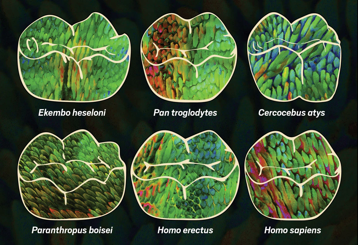 The enamel crystal nanostructure from six species within stylized drawings of each species’ molar.