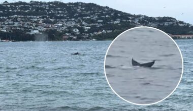Humpback whales spotted in Evans Bay, Wellington delight commuters travelling along SH1