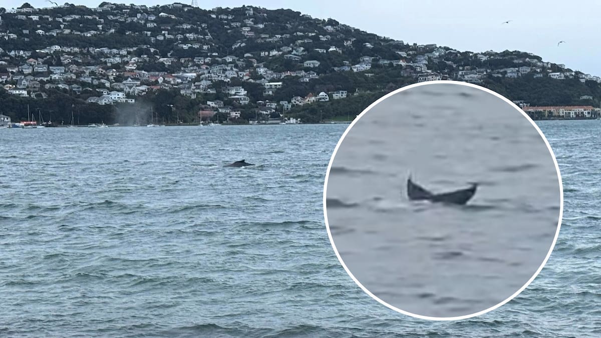 Humpback whales spotted in Evans Bay, Wellington delight commuters travelling along SH1