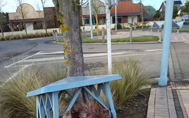 Tahr dumped in bin - content warning required if re-used