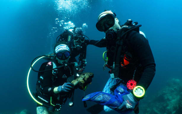 Christine Dudgeon and her colleagues with the new species of walking shark discovered in Papua New Guinea.