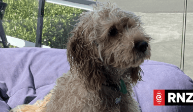 Public plea for information after 'much loved' dog Rory killed
