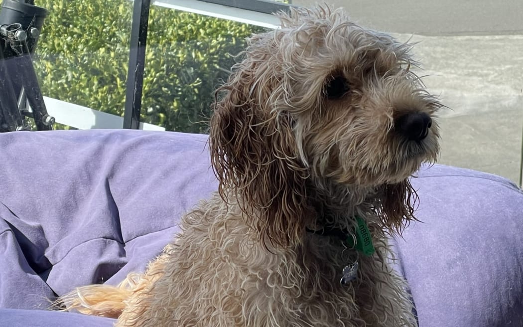 Rory, a much-loved family dog, died after he was attacked in Palmerston North on Saturday.