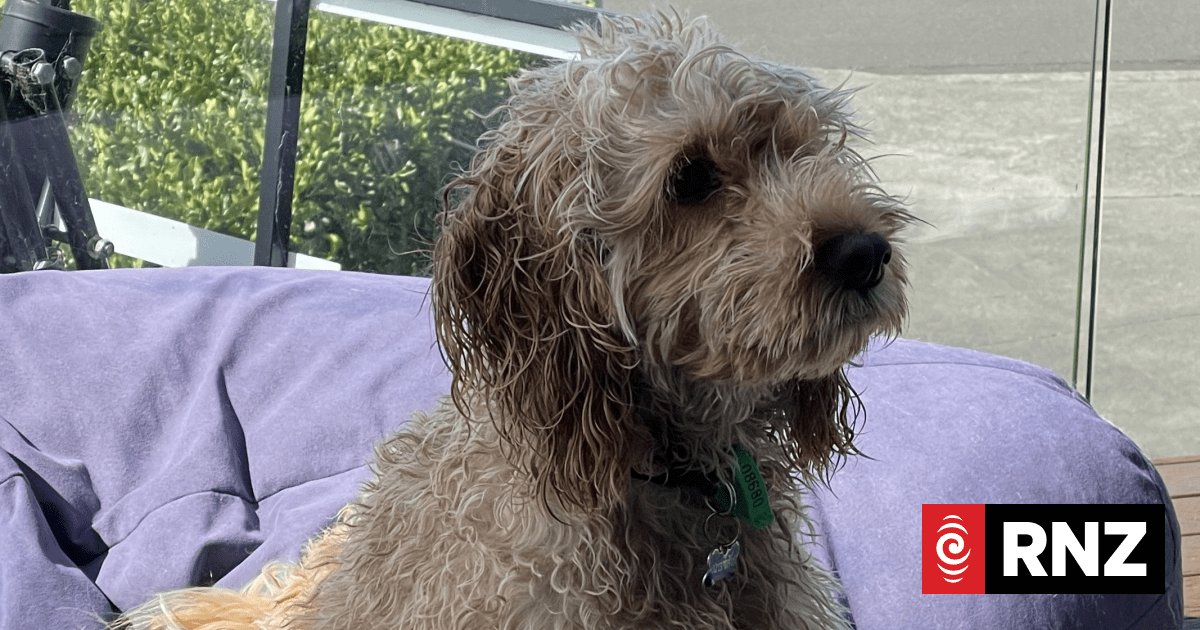 Public plea for information after 'much loved' dog Rory killed