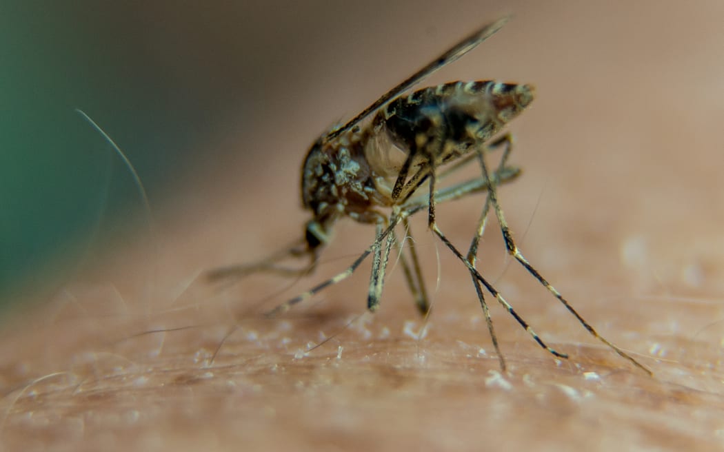 (FILES) A picture taken on August 23, 2016 in Lille, northern France, shows a mosquito on a person's arm. With global warming, 80% of the world’s population now runs the risk of being exposed to one or more infectious diseases long considered tropical, which cause more than a million deaths a year, mostly among children, according to the World Health Organization (WHO). (Photo by PHILIPPE HUGUEN / AFP)