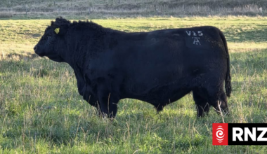 'Outstandingly good' South Island bull sells for record $168k