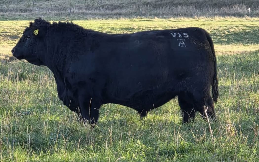 A historic day for New Zealand Angus as Lot 3 at the Taimate Angus sale set a new national record price of $168,000.