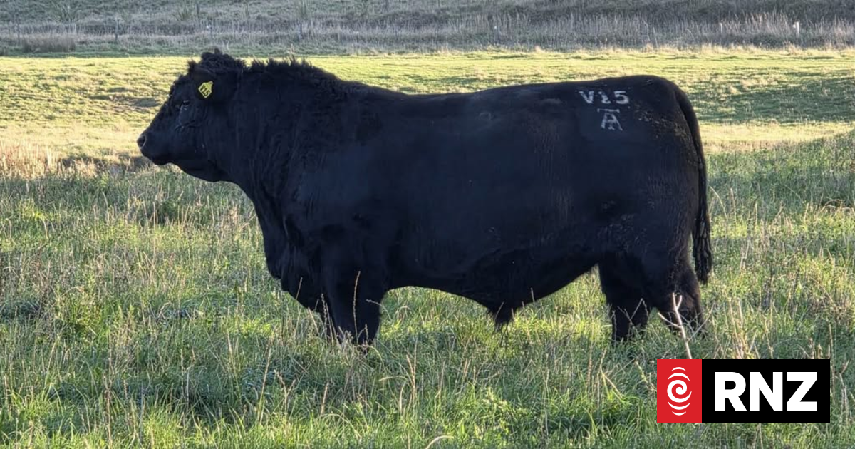 'Outstandingly good' South Island bull sells for record $168k