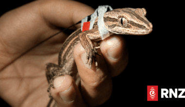 Researchers use tiny radio backpacks to track elusive gecko species