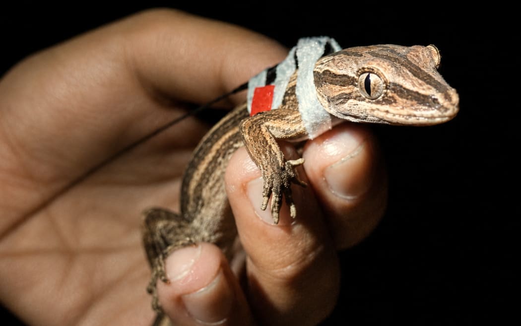 Northern striped gecko live on Coromandel Peninsula.