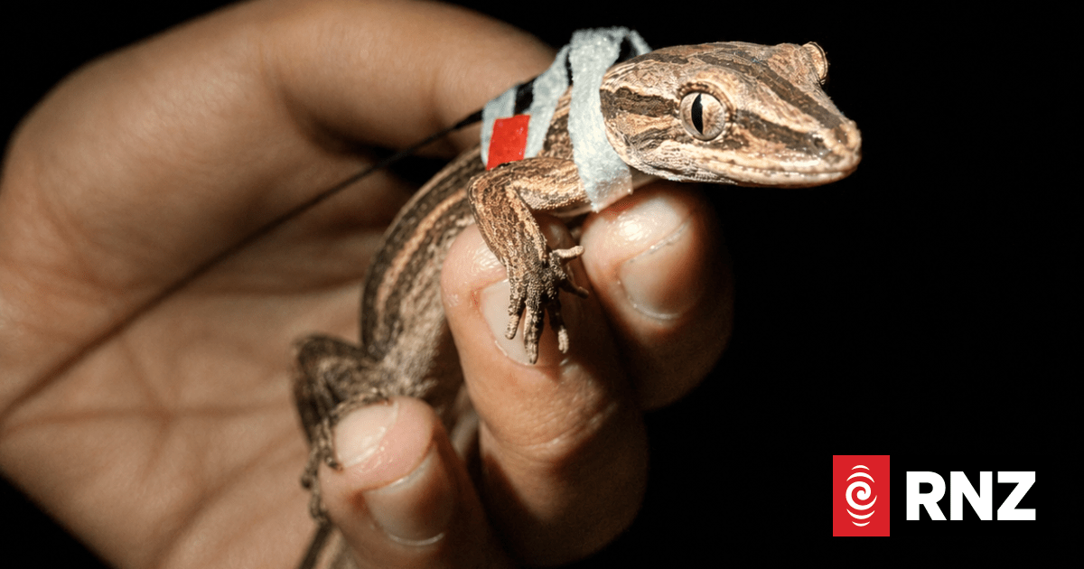 Researchers use tiny radio backpacks to track elusive gecko species