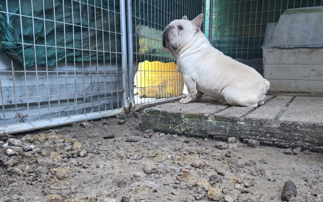 A young dog found at a puppy mill.